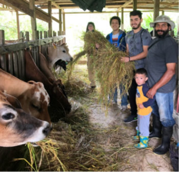 Students on a farm in Costa Rica feeding cows